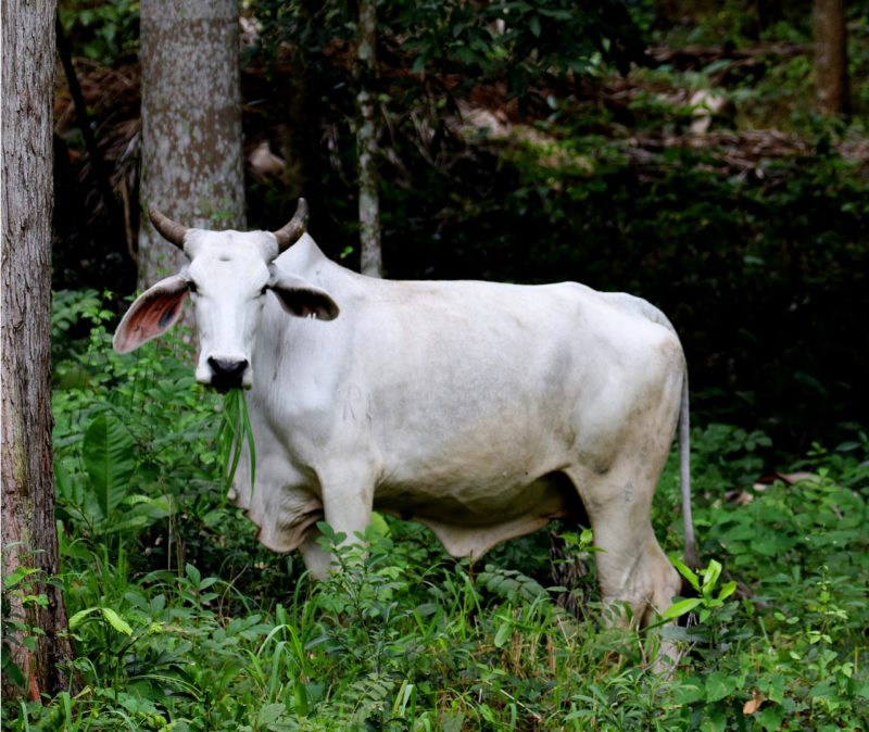 Bild einer Kuh im Valle de Vinales