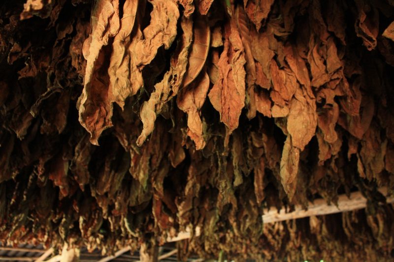 Trocknende Tabakblätter hängen von der Decke einer Hütte